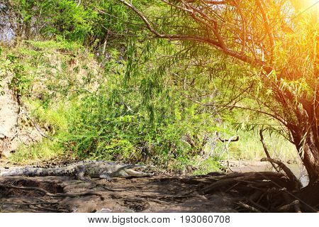 Crocodile resting on a sandy coast, Canyon del Sumidero, Chiapas, Mexico, North America
