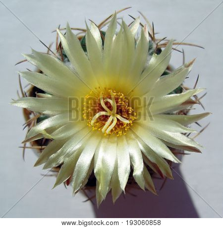 Cactus flower with nacred luster.