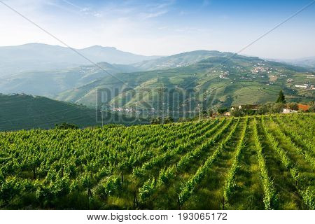 Vineyards on the green hills. Douro Valley, Portugal.