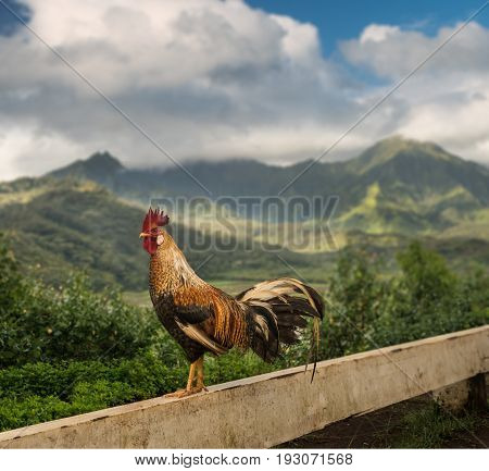 Wild cockerel stands overlooking the taro fields in the Hanalei valley from Princeville overlook in Kauai in Hawaiian islands in high resolution