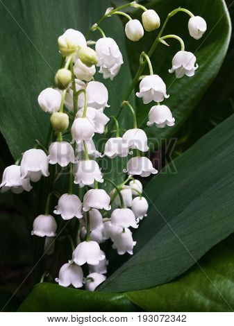 Lily of the valley bouquet with green leaves