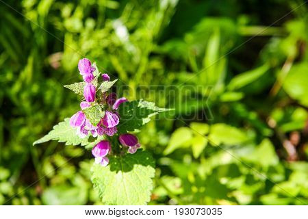 A Flowerbed With Flowers