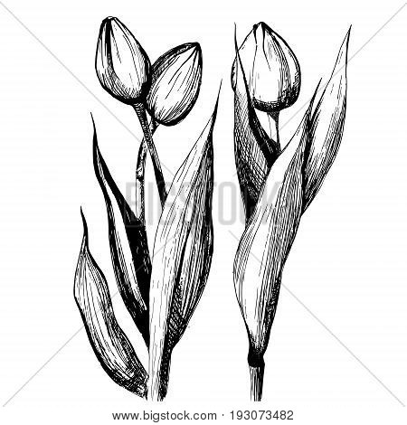 Three tulips, black-and-white pattern, postcard, vector illustration