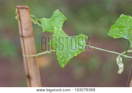 Coccinia Grandis