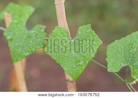 Coccinia Grandis