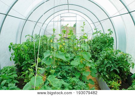 Greenhouse in the early summer with crocheted and tied cucumbers and tomatoes 3 beds