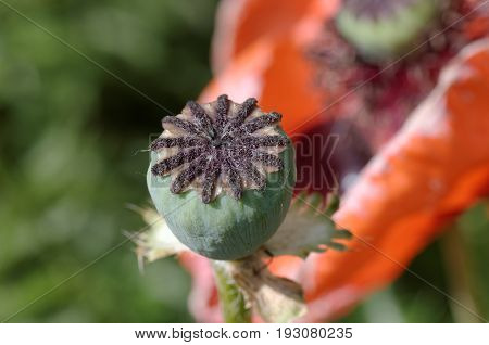 Common poppy or corny poppy capsule closeup.
