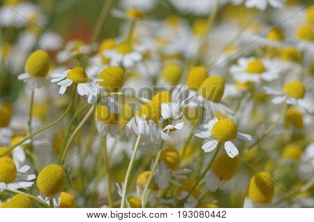 Сhamomile flower in the field. abstract nature background.