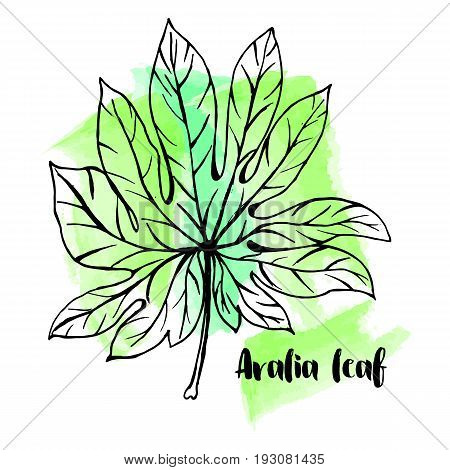 Hand Drawn Aralia Leaf On Watercolor Background In A Sketch Style. Tropical Collection.