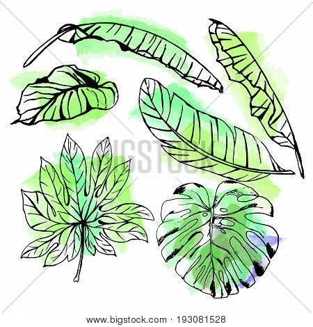 Hand Drawn Tropical Leaves On Watercolor Background In A Sketch Style. Banana, Aralia, Lotus, Monste
