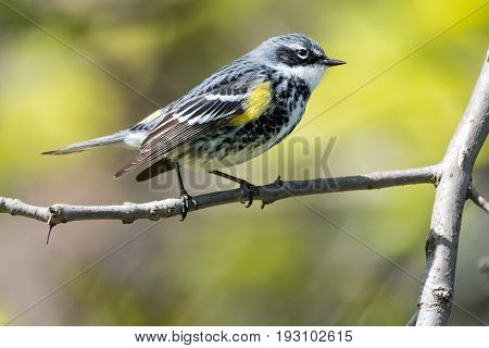 Small Yellow-rumped Warbler Bird Perched in Tree