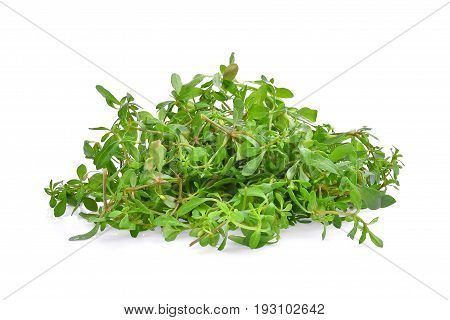 pile of green glinus oppositifolius (L.) tropical herbs isolated on white background