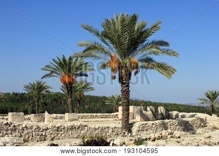 Date palms amid the ruins of Megiddo. Tel Megiddo National park, Israel
