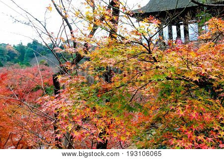 the change concept : Maple leaf on the tree when the leaves change color in Japan Leaves change color