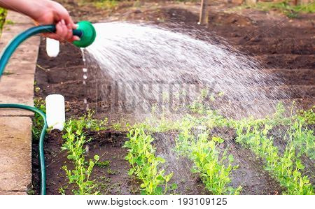 View Of Woman's Hands Watering Garden Plants, On A Hot Summer Day Irrigation Water In The Garden Bea