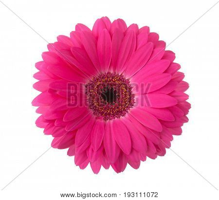 Pink gerbera flower isolated on white background.