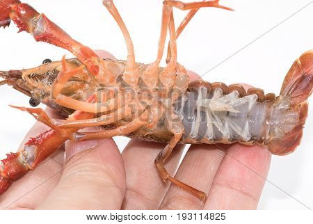 Crayfish cherax destructorYabbie Crayfish in hand on white
