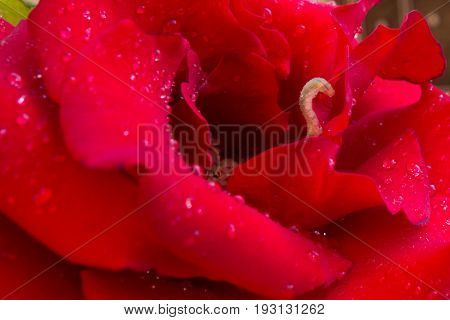 Red rose and caterpillar worm close up