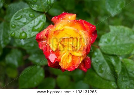 Yellow and red rose in rain drops