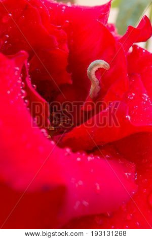 Red rose and caterpillar worm close up