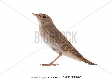 Nightingale
