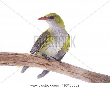 Young Eurasian Golden Oriole (oriolus Oriolus)