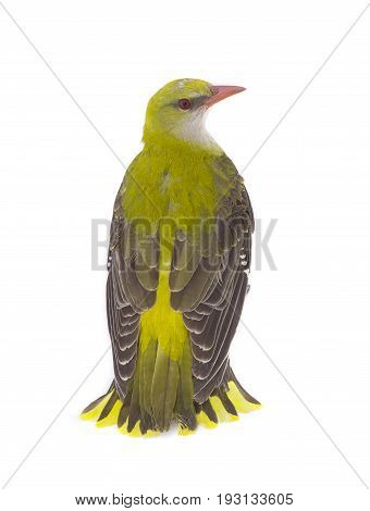 Young Eurasian Golden Oriole (oriolus Oriolus)