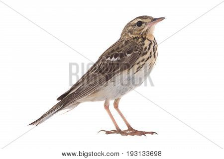 Tree Pipit (anthus Trivialis)