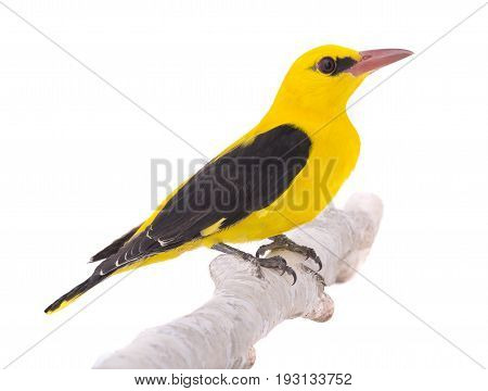 Eurasian Golden Oriole (oriolus Oriolus)