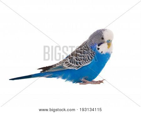 blue budgie isolated on a white background, studio shot