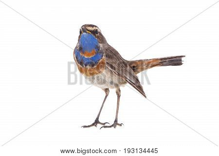 Bluethroat