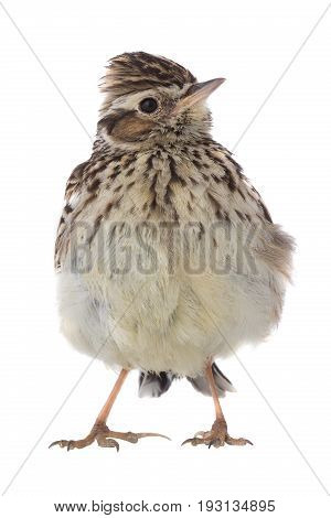 Wood Lark