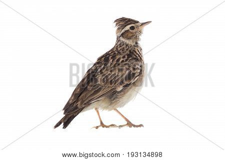 Wood Lark
