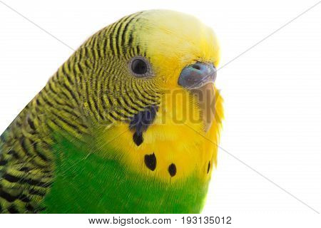 yellow budgie isolated on a white background, studio shot