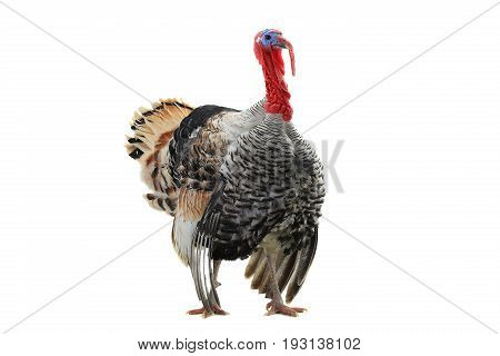 turkey-cock isolated on a white background, studio shot