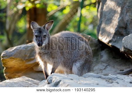 Red-necked Wallaby Kangaroo Baby