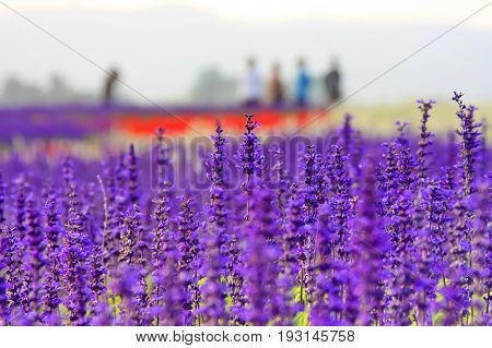 beautiful lavender flower close up in a field in Thailand