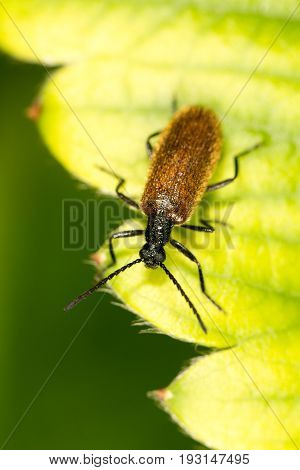 a beetle on a green leaf. close .