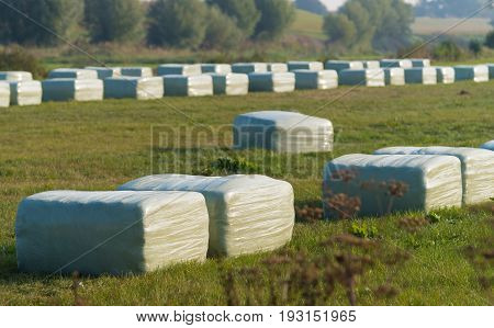 meadow with plastic wrapped square hay bales
