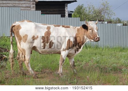 The cow walks alone in the village, side view