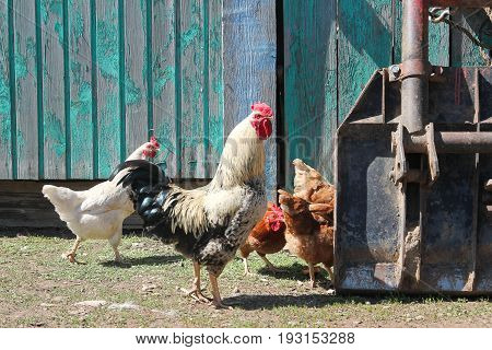Speckled rooster walks around with chickens, in the village