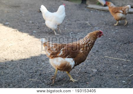 Chicken in the hen house looking for food, in the village