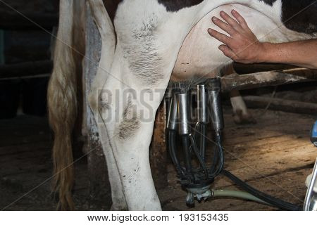 Milking a cow using a mechanical device, in the farm