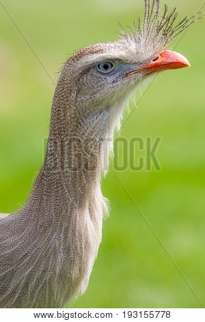 Red-legged seriema crested cariama (Cariama cristata) bird. Close up profile of head and neck.