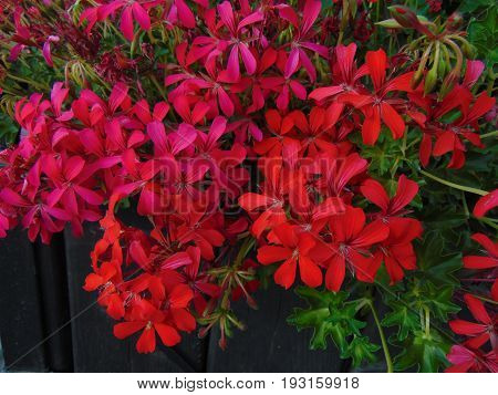 Beautiful flowers from Stefan cel Mare, Iasi, Romania