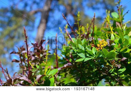 Yellow Flowers Of Barberries Ilicifolia On Bush