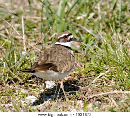 Killdeer