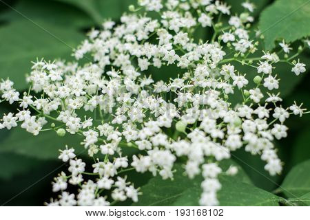The Background Of Flowering Wild Herbs. White Small Flowers. Soft Focus, Close-up, Background