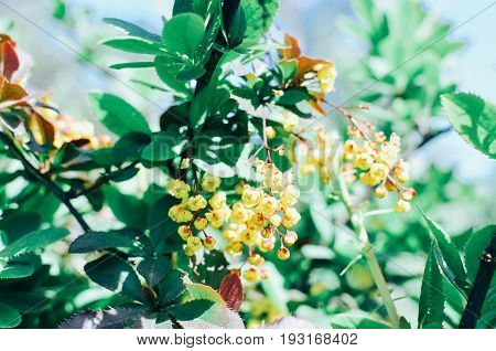 Yellow Flowers Of Barberries Ilicifolia On Bush