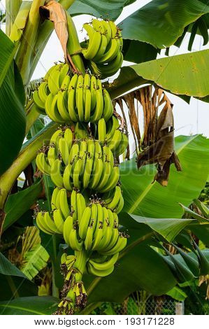 Banana Tree With Bunch Of Growing Green Bananas